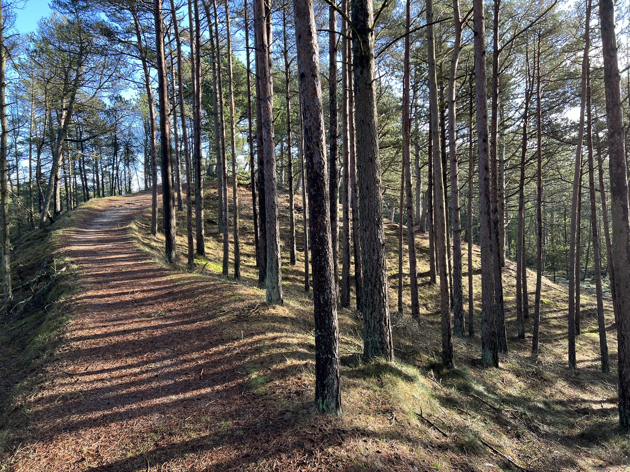 Tversted Klitplantage, Nordjylland, 10 km.